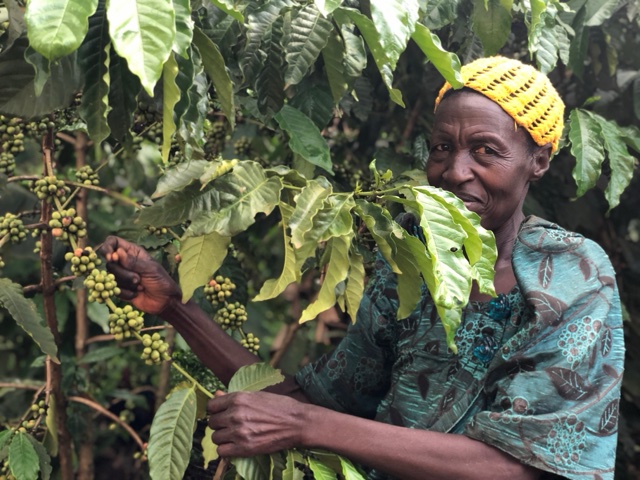 Inequalities within agricultural value chain activities